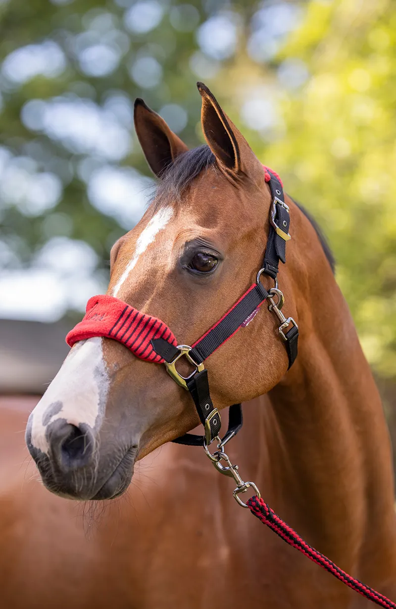LeMieux Vogue Headcollar Leadrope Set Chilli/Black-1